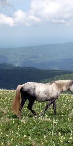 Animaux,Chevaux