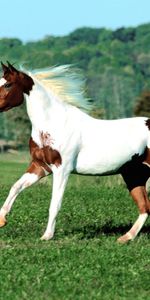 Caballos,Animales