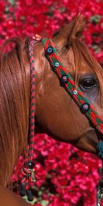 Animaux,Chevaux