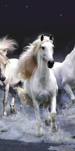 Animals,Horses