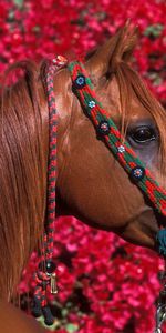 Chevaux,Animaux