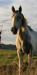 Animals,Horses