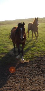 Animaux,Chevaux