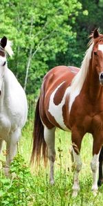 Animals,Horses