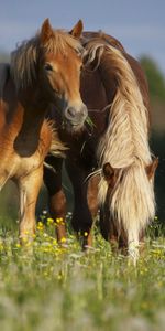 Animals,Horses