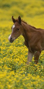 Animals,Horses