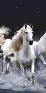 Animals,Horses