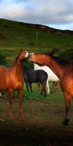 Animals,Horses