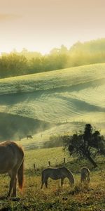 Animales,Caballos