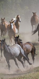 Animales,Caballos