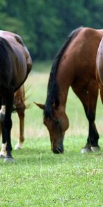 Animaux,Chevaux