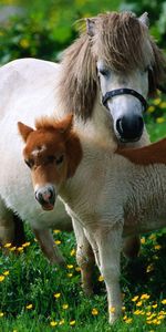 Chevaux,Animaux