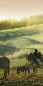 Animales,Caballos