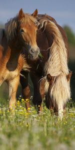 Animales,Caballos