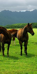 Animals,Horses