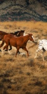 Animaux,Chevaux