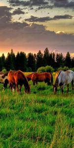 Chevaux,Animaux