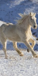 Animaux,Chevaux