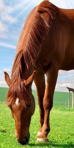 Animals,Horses