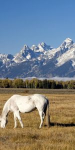 Animaux,Chevaux