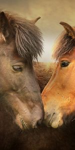 Animals,Horses