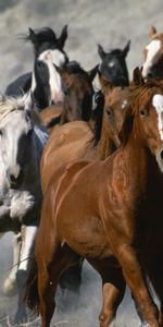 Animales,Caballos