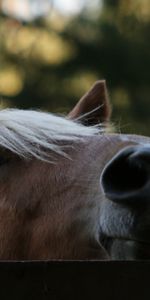 Animaux,Chevaux