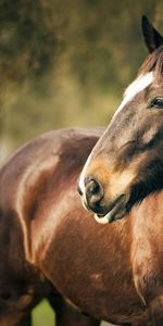 Animales,Caballos