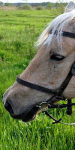 Animales,Caballos