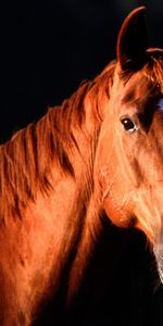 Animales,Caballos