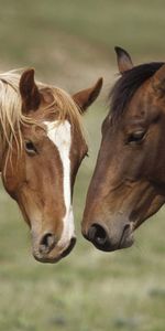 Animaux,Chevaux