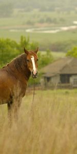 Animaux,Chevaux