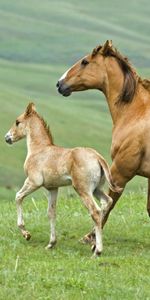 Animals,Horses