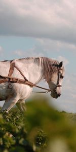 Caballos,Animales