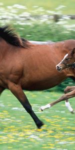 Animaux,Chevaux