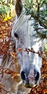 Chevaux,Animaux