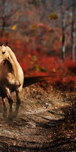 Animaux,Chevaux