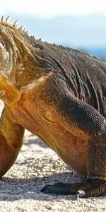 Animals,Huge,Conolophus,Konolof,Conolof,Scales,Galapagos Islands,Scale