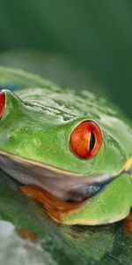 Animals,Humid,Frog,Wet,Sheet,Leaf,Eyes