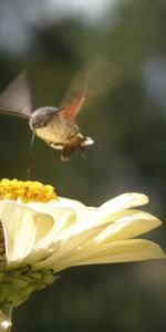 Oiseaux,Animaux,Colibris