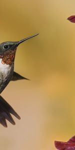 Animaux,Oiseaux,Colibris