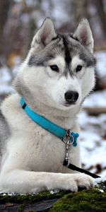 Animals,Hunt,Husky,Collar,Attentiveness,Snow,Hunting,Mindfulness