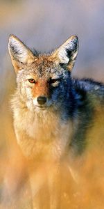 Animals,Hunting,Hunt,Steppe,Jackal