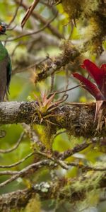 Bec,Le Bec,Bogue,Branche,Insecte,Nourriture,Oiseau,Animaux