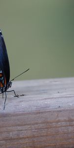 Animals,Insect,Patterns,Wings,Butterfly