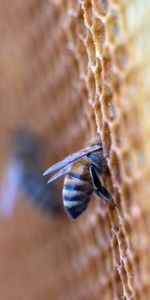 Animals,Insect,Shoulder,Apiary,Honeycomb