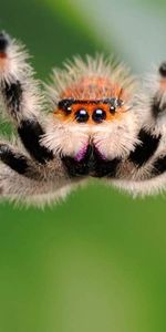 Animales,Spiders,Insectos