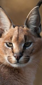 Animals,Iris,Muzzle,Blur,Smooth,Predator,Sight,Opinion,Big Cat