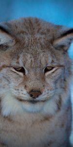 Animals,Iris,Muzzle,Blur,Smooth,Sad,Blue Background