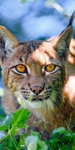 Plante,Planter,Museau,Muselière,Vue,Opinion,Animaux,Gros Chat,Fauve,Animal,Iris